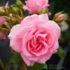 Pink Climbing Rose 'Mamma Mia Courtyard' 3Ltr Pot 1 Pink Climbing Rose 'Mamma Mia Courtyard' 3Ltr Pot -Planters Kit Sales 5011622220184
