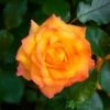 Orange Climbing Rose 'Redova Courtyard' 4Ltr Pot -Planters Kit Sales 5011622220214