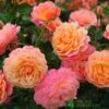 Whartons 'Peach Melba' Peach Climbing Rose 3Ltr Pot -Planters Kit Sales 5011622220238