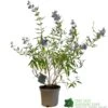 Caryopteris X Clandonensis 'Kew Blue' 3Ltr Pot 2 Caryopteris X Clandonensis 'Kew Blue' 3Ltr Pot -Planters Kit Sales 5019756141337
