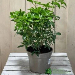 Choisya Ternata Mexican Orange Blossom Plant 3Ltr Pot 5 Choisya Ternata Mexican Orange Blossom Plant 3Ltr Pot -Planters Kit Sales 5019756149944 2