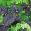 Corylus Maxima 'Purpurea' Filbert Tree 7.5Ltr Pot -Planters Kit Sales 5019756158601