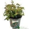 Cotoneaster Franchetii 3Ltr Pot 1 Cotoneaster Franchetii 3Ltr Pot -Planters Kit Sales 5019756161250 4ddea0b2 09ed 444b ad62 aae6ee9a3da9