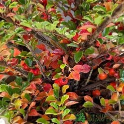 Cotoneaster Horizontalis Plant 3Ltr Pot -Planters Kit Sales 5019756161533 3