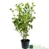 Griselinia Littoralis 3Ltr Pot -Planters Kit Sales 5019756190328