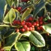 Ilex 'Golden King' Holly Plant 3Ltr Pot -Planters Kit Sales 5019756201833