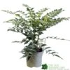 Mahonia 'Charity' Plant 3Ltr Pot -Planters Kit Sales 5019756219425