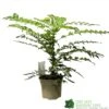 Mahonia 'Winter Sun' Plant 3Ltr Pot