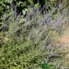 Perovskia 'Blue Spire' Plant 3Ltr Pot -Planters Kit Sales 5019756228588 de1c2ade c9f8 4f6f a151 d15c8aa44673