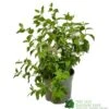 Philadelphus 'Belle Etoile' Mock Orange Plant 3Ltr Pot -Planters Kit Sales 5019756228960 58b87ca7 7504 471f 9d37 c6a0a6ea5379