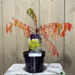 Rhus Typhina 'Tiger Eyes' 3Ltr Pot (NL) -Planters Kit Sales 5019756405453 2