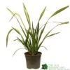 Phormium 'Yellow Wave' Flax 3Ltr Pot 1 Phormium 'Yellow Wave' Flax 3Ltr Pot -Planters Kit Sales 5019756541298