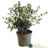 Osmanthus Burkwoodii Plant 3Ltr Pot -Planters Kit Sales 5019756617351 2