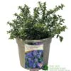 Ceanothus 'Blue Mound' Californian Lilac 3Ltr Pot -Planters Kit Sales 5019756678222 a8b772e1 2401 4a7b 840f 47ad9ae8e739