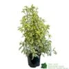 Pittosporum 'Golden King' 3Ltr -Planters Kit Sales 5019756752007