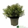 Pittosporum 'Tom Thumb' 3Ltr Pot -Planters Kit Sales 5019756822137