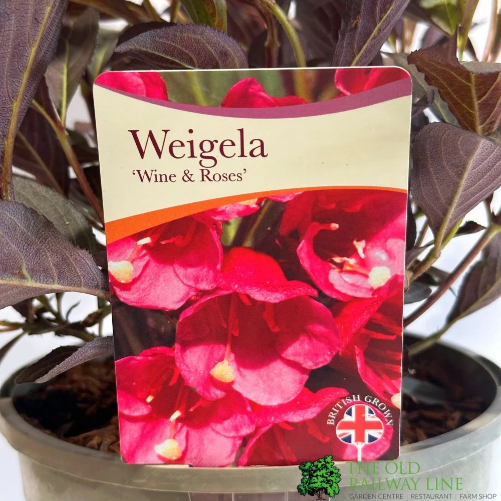 Weigela 'Wine & Rose' Plant 3Ltr Pot 3 Weigela 'Wine & Rose' Plant 3Ltr Pot
