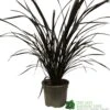 Phormium 'Platts Black' Flax 3Ltr Pot 2 Phormium 'Platts Black' Flax 3Ltr Pot -Planters Kit Sales 5019756893489