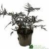 Sambucus Nigra 'Black Lace' Plant 3Ltr 2 Sambucus Nigra 'Black Lace' Plant 3Ltr -Planters Kit Sales 5019756992175
