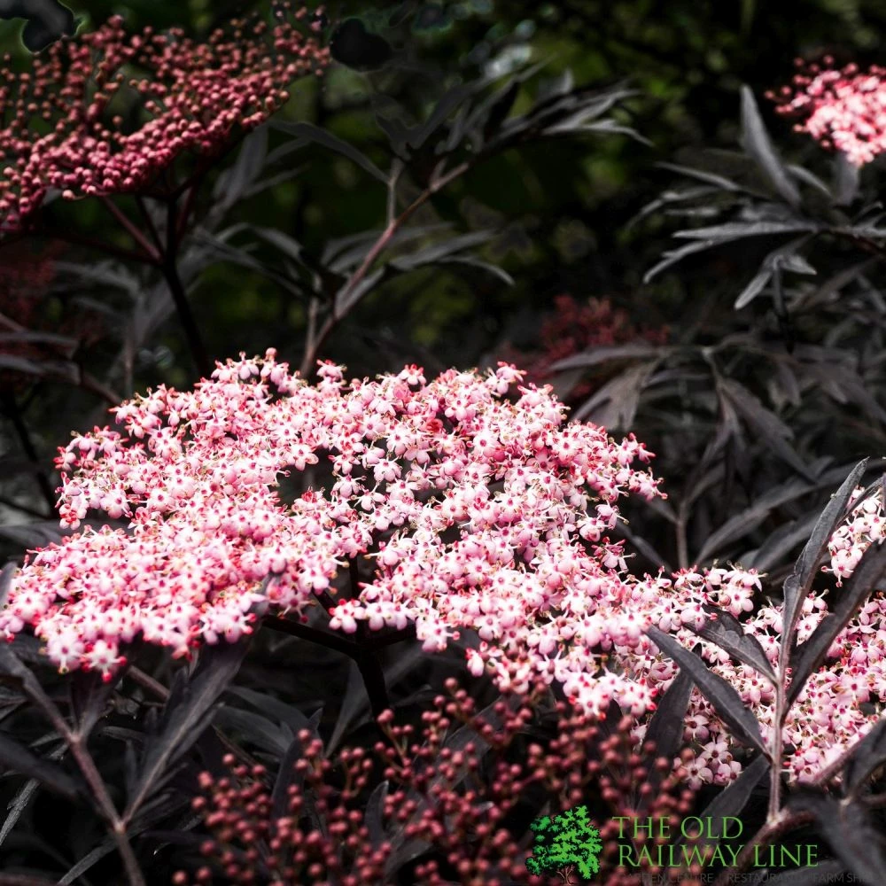 Sambucus Nigra 'Black Lace' Plant 3Ltr 4 Sambucus Nigra 'Black Lace' Plant 3Ltr - Image 2