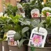 Harvington Hellebores Assorted Hellebore Variety 2Ltr Pot -Planters Kit Sales 5019801000329 61f10f9b b93f 4aa0 acf3 1abf39072982