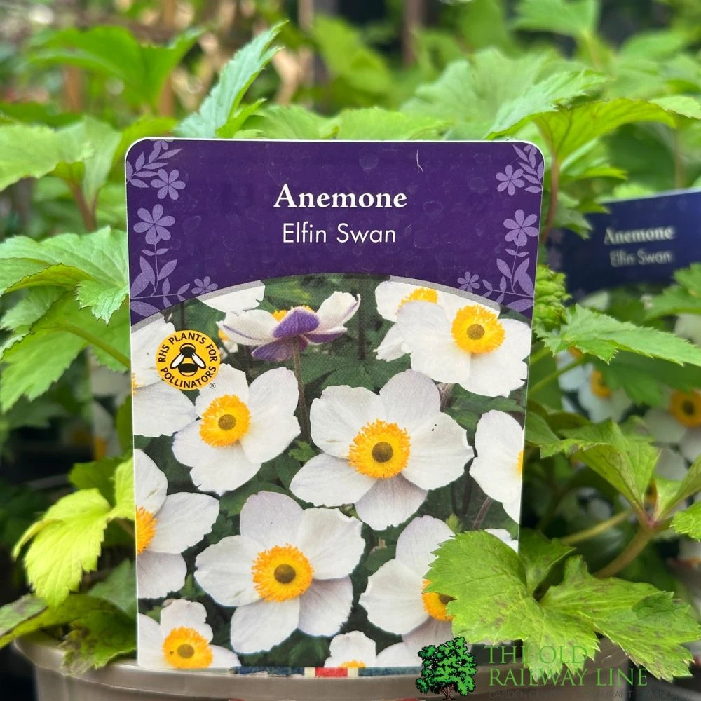 Anemone 'Elfin Swan' 2Ltr Pot 4 Anemone 'Elfin Swan' 2Ltr Pot - Image 2
