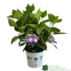 Hydrangea 'Blackberry Pie' 5Ltr Pot 1 Hydrangea 'Blackberry Pie' 5Ltr Pot -Planters Kit Sales 5019801013343