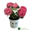 Hydrangea 'Sweet Cupcake' 5Ltr Pot -Planters Kit Sales 5019801013367