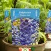 Delphinium Paramo 'Azul' 2Ltr Pot -Planters Kit Sales 5019801015446 4639ca22 45e9 4f34 822b 627bc9604947