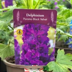 Delphinium Paramo 'Black Velvet' 2Ltr Pot