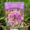 Allium 'Millennium' 2Ltr Pot 2 Allium 'Millennium' 2Ltr Pot -Planters Kit Sales 5019801015712