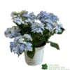 Hydrangea 'Blue Sprinkles' 5Ltr Pot -Planters Kit Sales 5019801017266
