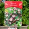 Astrantia 'Star Of Passion' 2Ltr Pot -Planters Kit Sales 5019801017648