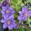 Clematis 'Bijou' Trailing/Climbing Plant 2 Ltr Pot -Planters Kit Sales 5019801028361