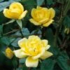 Yellow Miniature Climbing Rose 'Laura Ford' 3Ltr Pot -Planters Kit Sales 5019801772325