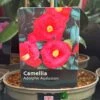 Camellia 'Adolphe Audusson' 3Ltr Pot -Planters Kit Sales 5019945010024