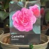 Camellia 'Debbie' 3Ltr Pot -Planters Kit Sales 5019945010222
