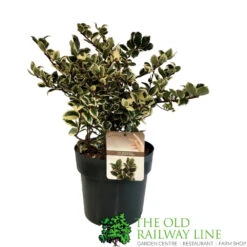 Ilex 'Casanova' 3Ltr Pot (NL)