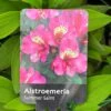 Alstroemeria 'Summer Saint' 3Ltr Pot -Planters Kit Sales 5019945211988