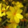 Jasminum Nudiflorum Winter Jasmine 3Ltr Pot 1 Jasminum Nudiflorum Winter Jasmine 3Ltr Pot -Planters Kit Sales 5019945915718 e0249c4c 3ef9 434c bc60 4f76c6a7655b