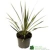 Cordyline Australis 'Sparkler' 2Ltr Pot 1 Cordyline Australis 'Sparkler' 2Ltr Pot -Planters Kit Sales 5019945923324 947be49e 01a1 4c13 87e0 a29cf8292b1c