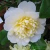 Camellia Japonica 'Brushfield's Yellow' Plant 3Ltr Pot -Planters Kit Sales 5019945966277 2