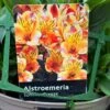 Alstroemeria 'Summer Breeze' Peruvian Lily 3Ltr Pot -Planters Kit Sales 5019945985773 1961b098 bdaf 4be6 82f4 87771a5820c9