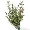 Elaeagnus X Ebbingei Oleaster Plant 80cm Tall (IT) 1 Elaeagnus X Ebbingei Oleaster Plant 80cm Tall (IT) -Planters Kit Sales 5021768000465
