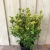 Euonymus Japonicus 'Aureus' 10Ltr Pot -Planters Kit Sales 5021768000489