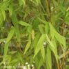 Phyllostachys 'Aurea' Bamboo Plant 2m Tall (IT) -Planters Kit Sales 5021768001134 3366f83b 74ed 4bf1 84eb 6466e87ed8c8