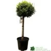 Cupressus Leylandii 'Castlewellan Gold' Half-standard Conifer 140cm Tall 1 Cupressus Leylandii 'Castlewellan Gold' Half-standard Conifer 140cm Tall -Planters Kit Sales 5021768002292
