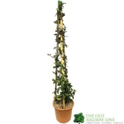 Trachelospermum Jasminoides 'Star Jasmine' Tripod Climber 120cm Tall (IT)