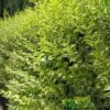 Ligustrum Ovalifolium 'Aureum' Privet 80cm Tall (IT) -Planters Kit Sales 5021768007716