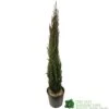 Cupressus Sempervirens 'Totem' Conifer 1m Tall (IT) 2 Cupressus Sempervirens 'Totem' Conifer 1m Tall (IT) -Planters Kit Sales 5021768016893 b860b574 785c 4e25 adde c4dec02615ca